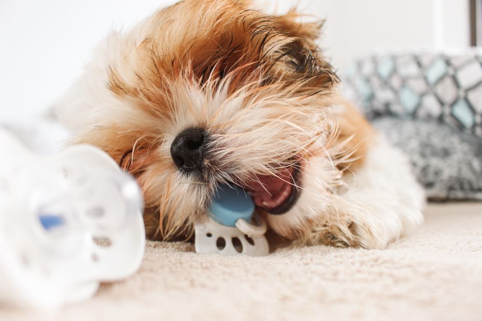 The image depicts a small, fluffy dog with light brown and white fur lying on a beige carpeted floor. The dog has its eyes closed and appears to be in a relaxed or playful state, biting or chewing on a blue and white plastic pet toy with a textured surface. In the foreground, part of a white baby pacifier with a transparent shield is visible, resting on the carpet near the dog's head. Behind the dog, a grey and white patterned blanket or cushion is partially visible on the right side, and a white curtain or wall is seen in the background, suggesting an indoor domestic environment. The scene is lit with natural or soft ambient light, creating a warm and comfortable atmosphere. This imagery emphasizes pet care and playful moments, which align with services such as rubbish removal by Rubbish Removal Barnet that may involve cleaning pet-related waste or maintaining tidy homes.