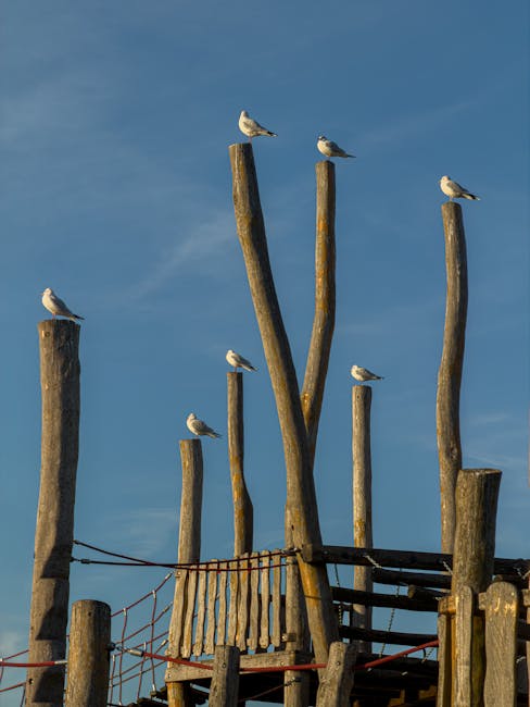 Eight seagulls are perched on tall, weathered wooden poles of varying heights, arranged vertically against a clear blue sky. The poles are rough-textured, showing natural wood grain and some moss or lichen growth, and are positioned in a cluster with slight tilts. At the base, there is a portion of a wooden structure with horizontal planks, some supported by metal hardware, possibly part of a pier or a seaside installation. The scene is illuminated by natural daylight, casting subtle shadows and highlighting the organic textures of the wood and the birds' white and grey plumage. The overall composition suggests a coastal or seaside environment, where the seagulls are resting comfortably, with no visible human activity or other structures nearby. This image aligns with themes of outdoor environments suitable for natural bird congregation, often associated with locations near waste or rubbish disposal areas where birds gather, reflecting the connection to private disposal sites or waste management contexts.